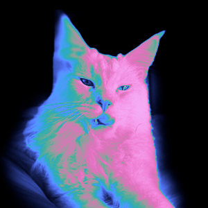 Kevin, vivid gradient-filter image of a cream Maine Coon cat