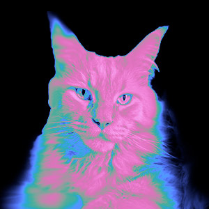 Koopa, vivid gradient-filter image of a ginger Maine Coon cat