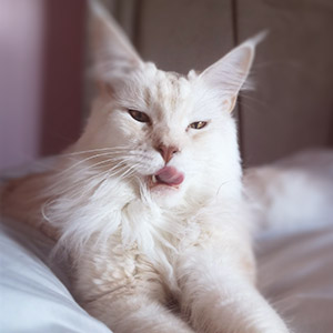 Kevin, cream Maine Coon cat