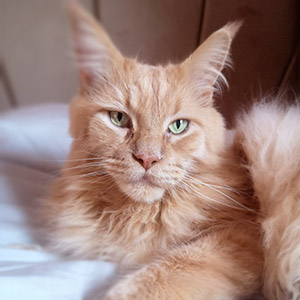 Koopa, ginger Maine Coon cat